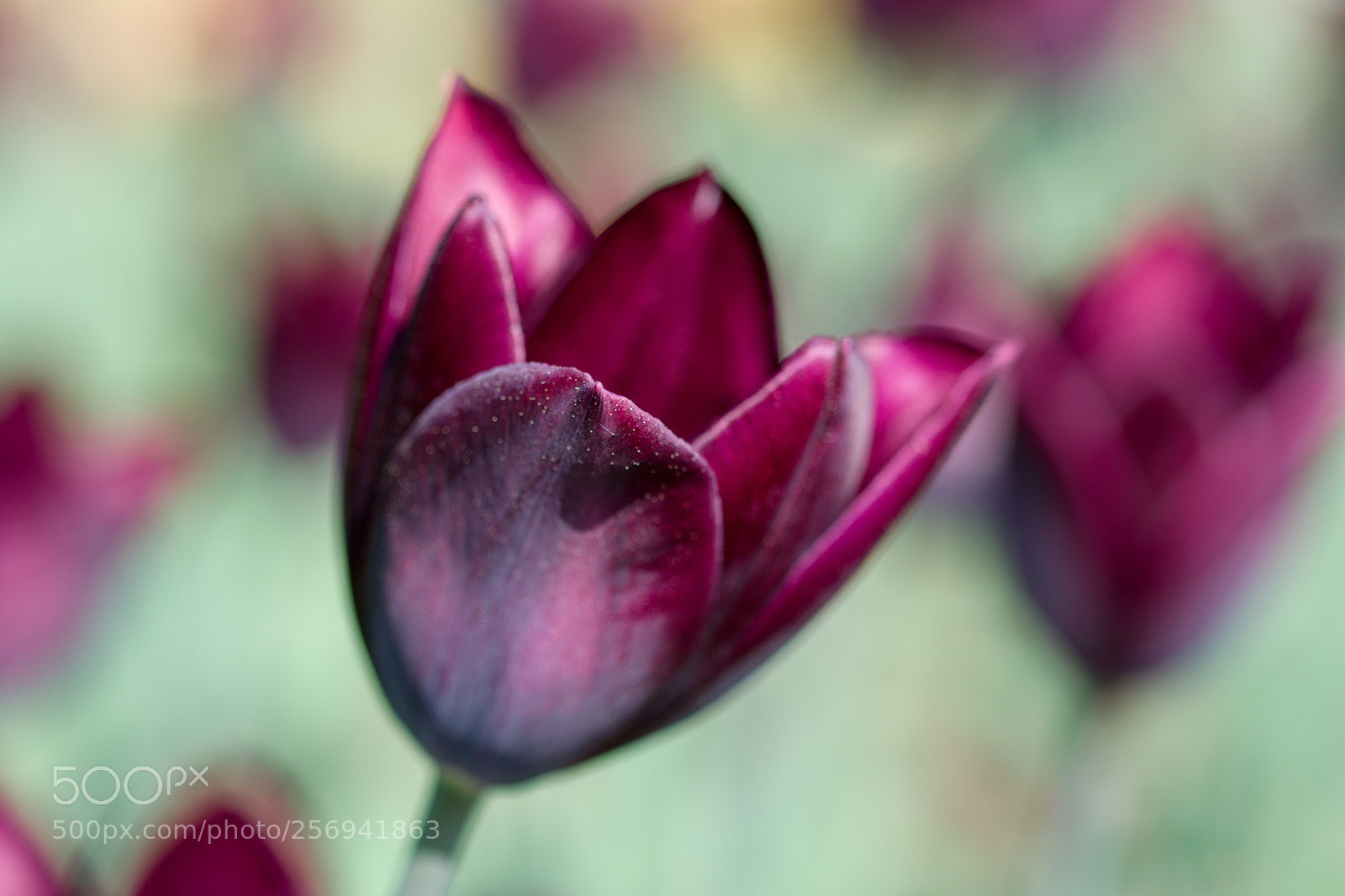 Nikon D3300 sample photo. Tulip photography