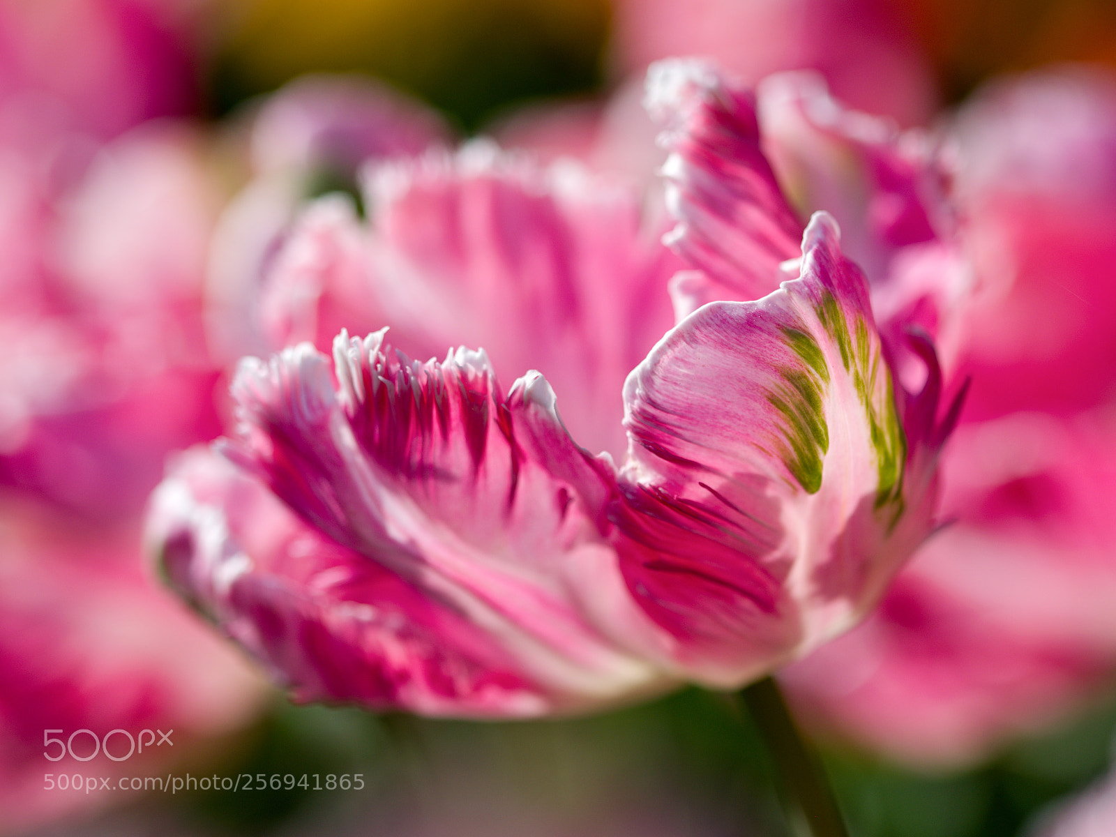 Nikon D3300 sample photo. Tulip photography
