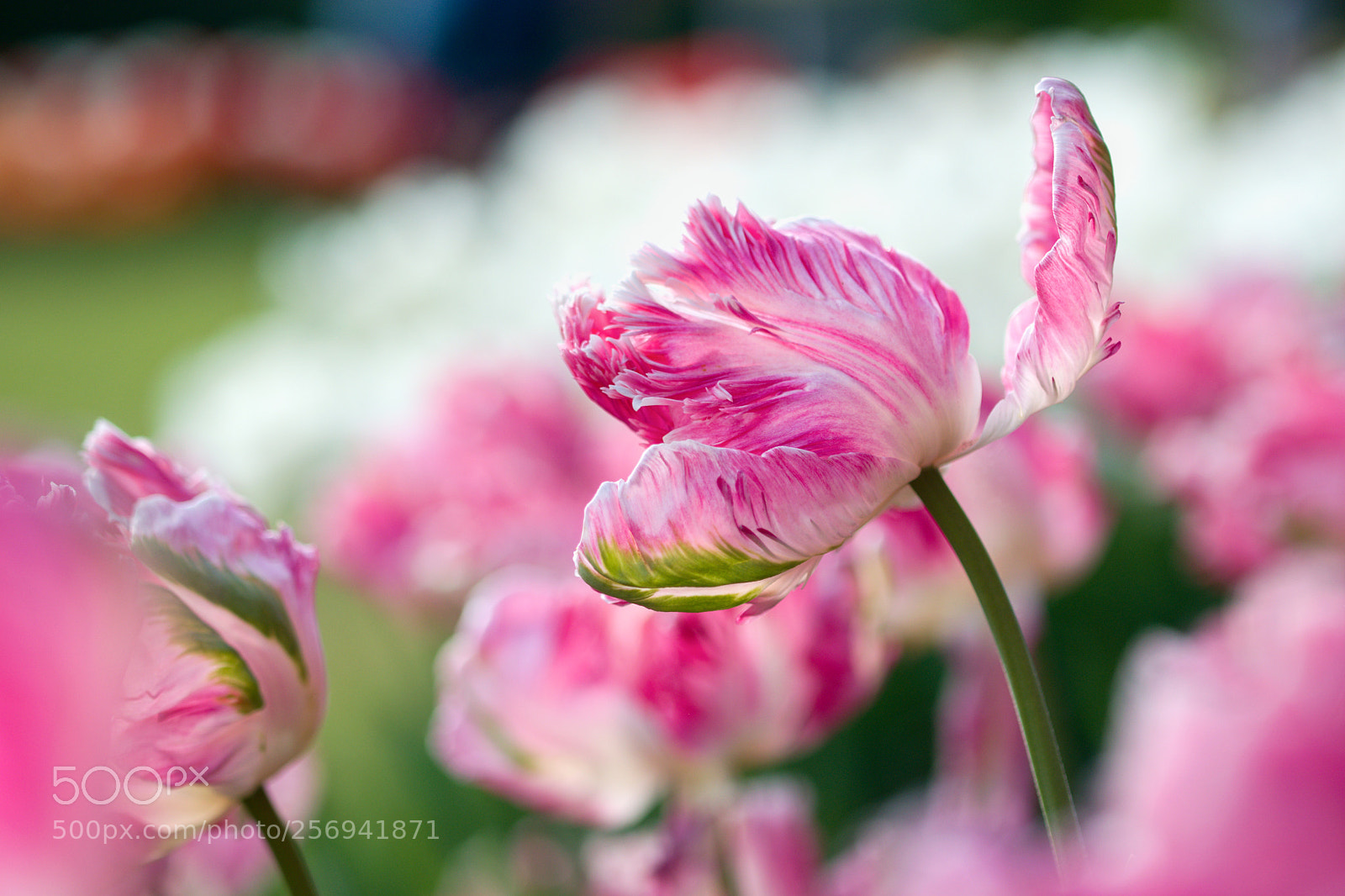 Nikon D3300 sample photo. Tulip photography