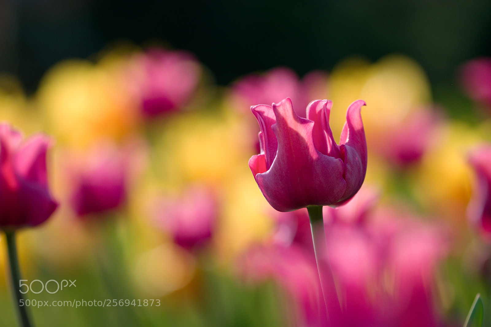 Nikon D3300 sample photo. Tulip photography