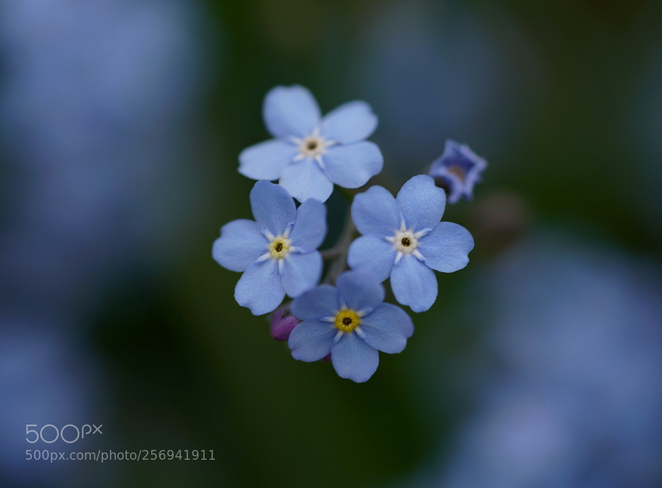 Sony a7R III sample photo. A blue dream  photography