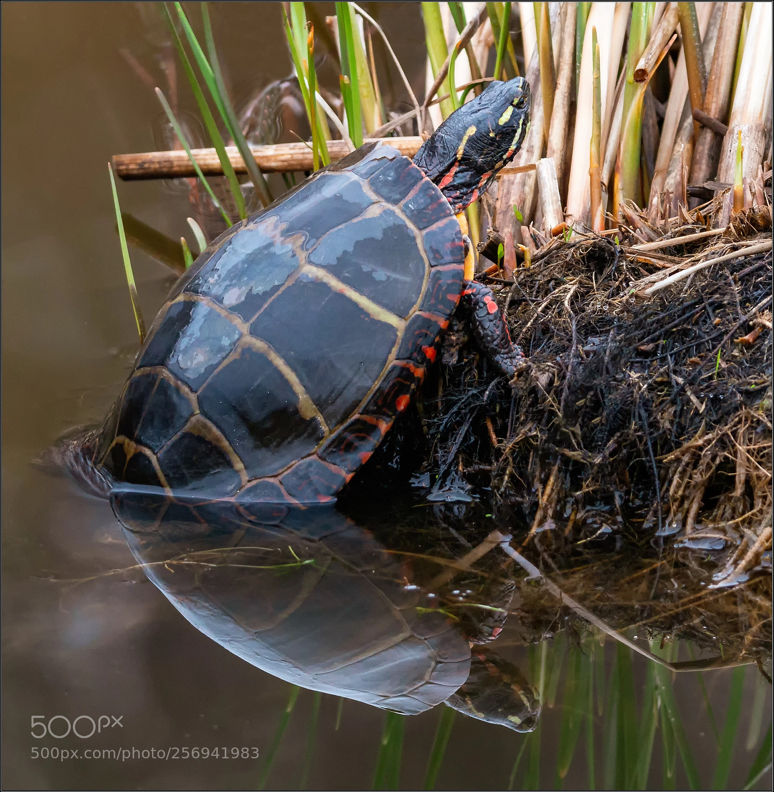 Canon EOS 70D sample photo. Painted turtle photography
