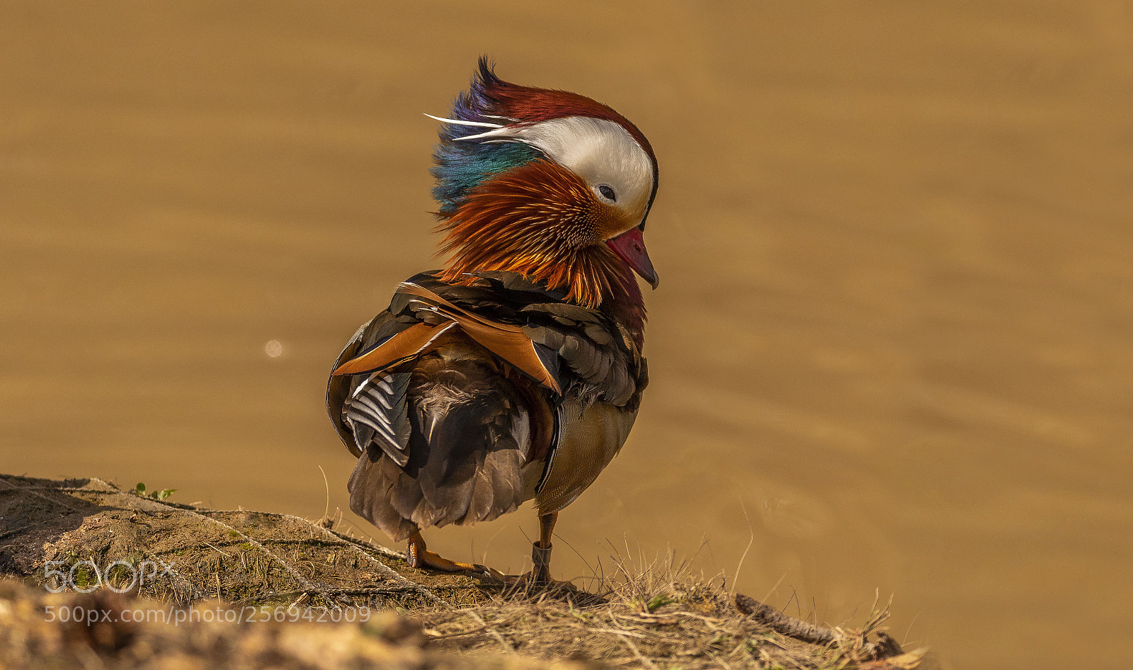 Canon EOS 7D Mark II sample photo. Mandarin drake photography