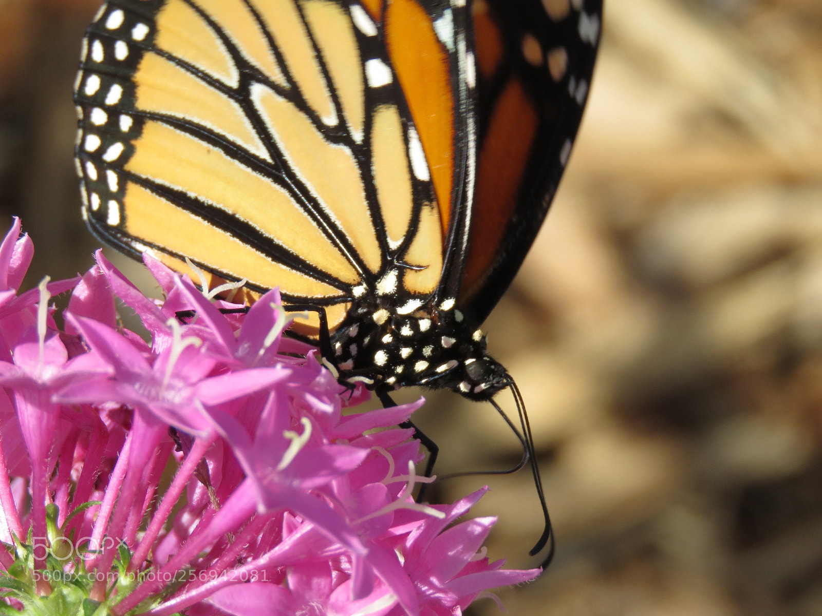 Canon PowerShot SX60 HS sample photo. Monarch butterfly w/ flower photography