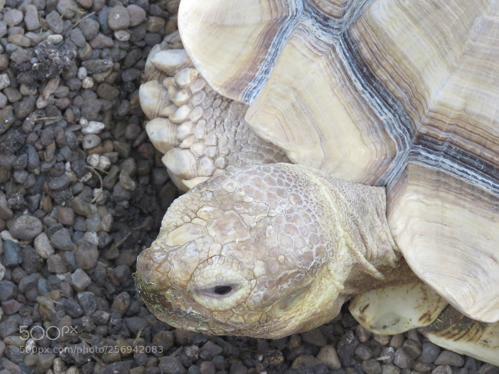 Canon PowerShot SX60 HS sample photo. Turtle photography