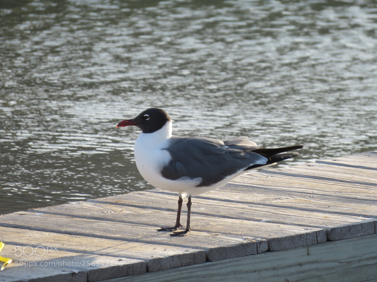 Canon PowerShot SX60 HS sample photo. Seagull on pier photography