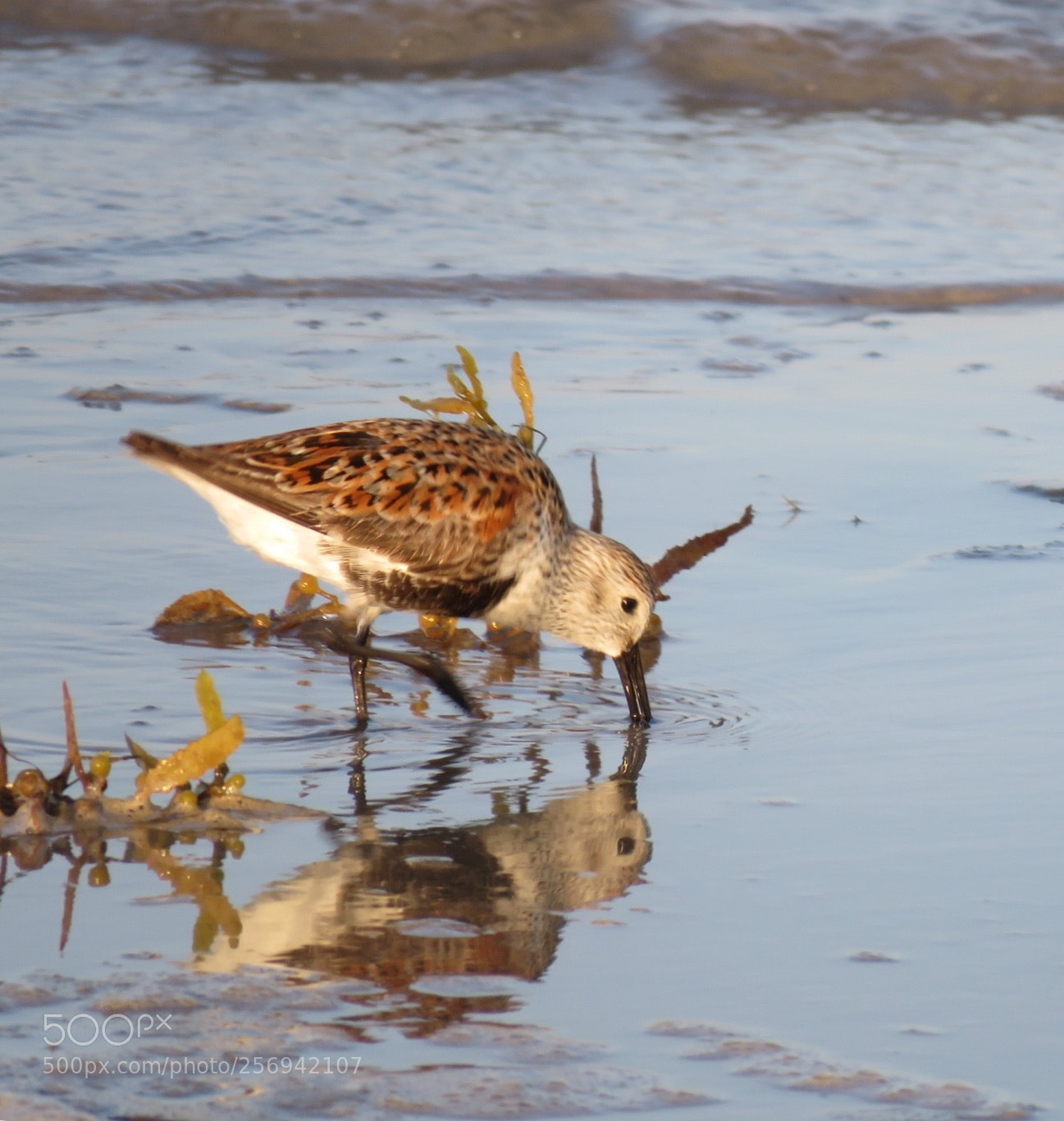 Canon PowerShot SX60 HS sample photo. Sand piper photography