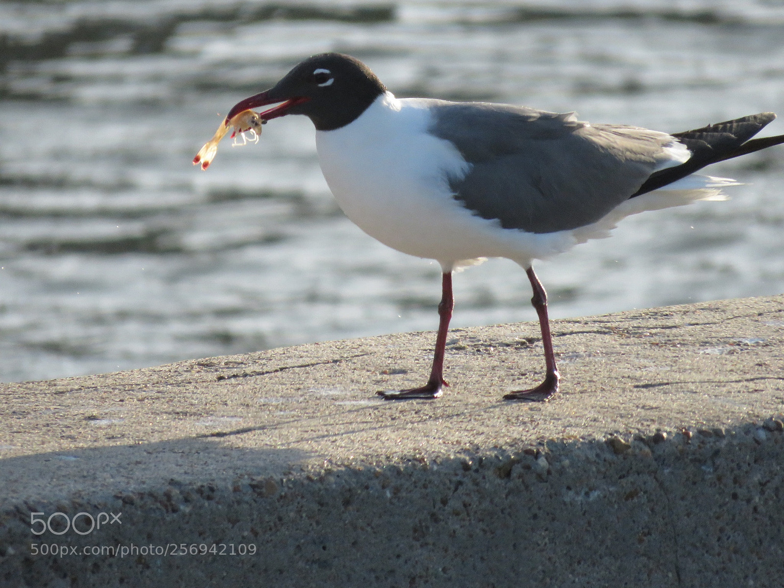 Canon PowerShot SX60 HS sample photo. Seagull eating shrimp photography