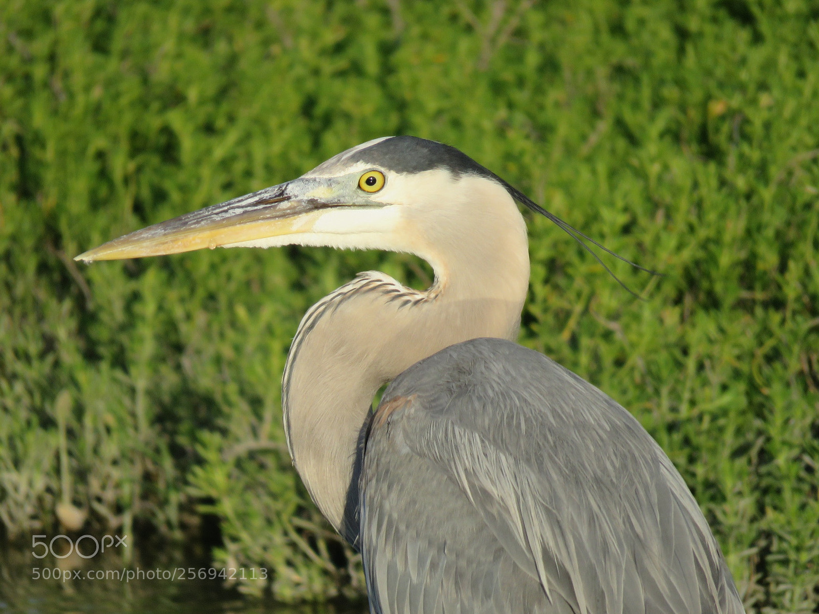Canon PowerShot SX60 HS sample photo. Crane photography