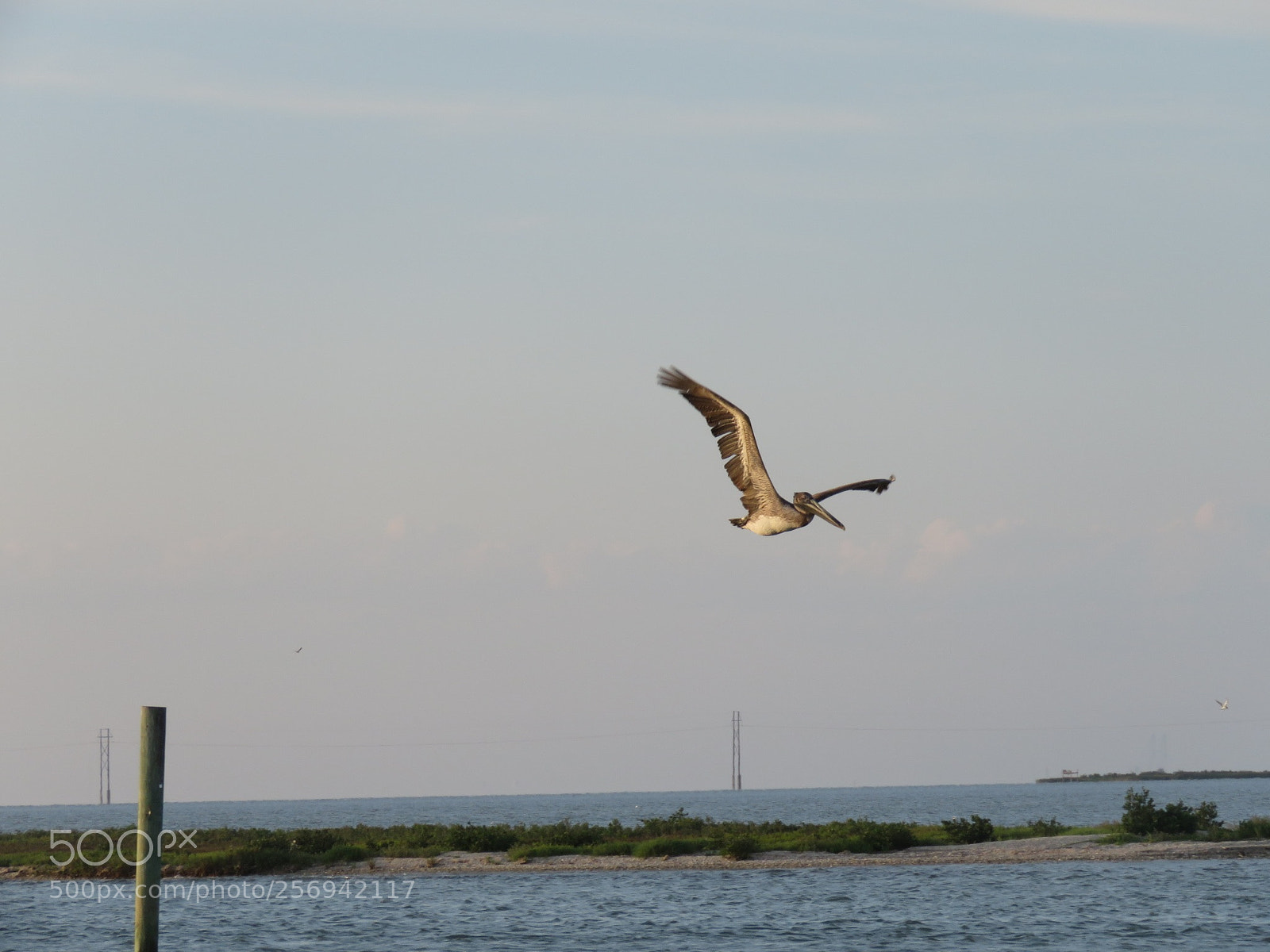 Canon PowerShot SX60 HS sample photo. Pelican photography