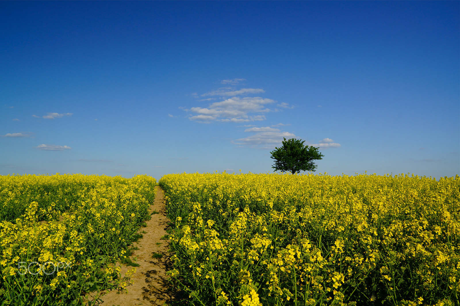 Sony DT 18-200mm F3.5-6.3 sample photo. Frühlingszeit / springtime in germany - rapefield photography