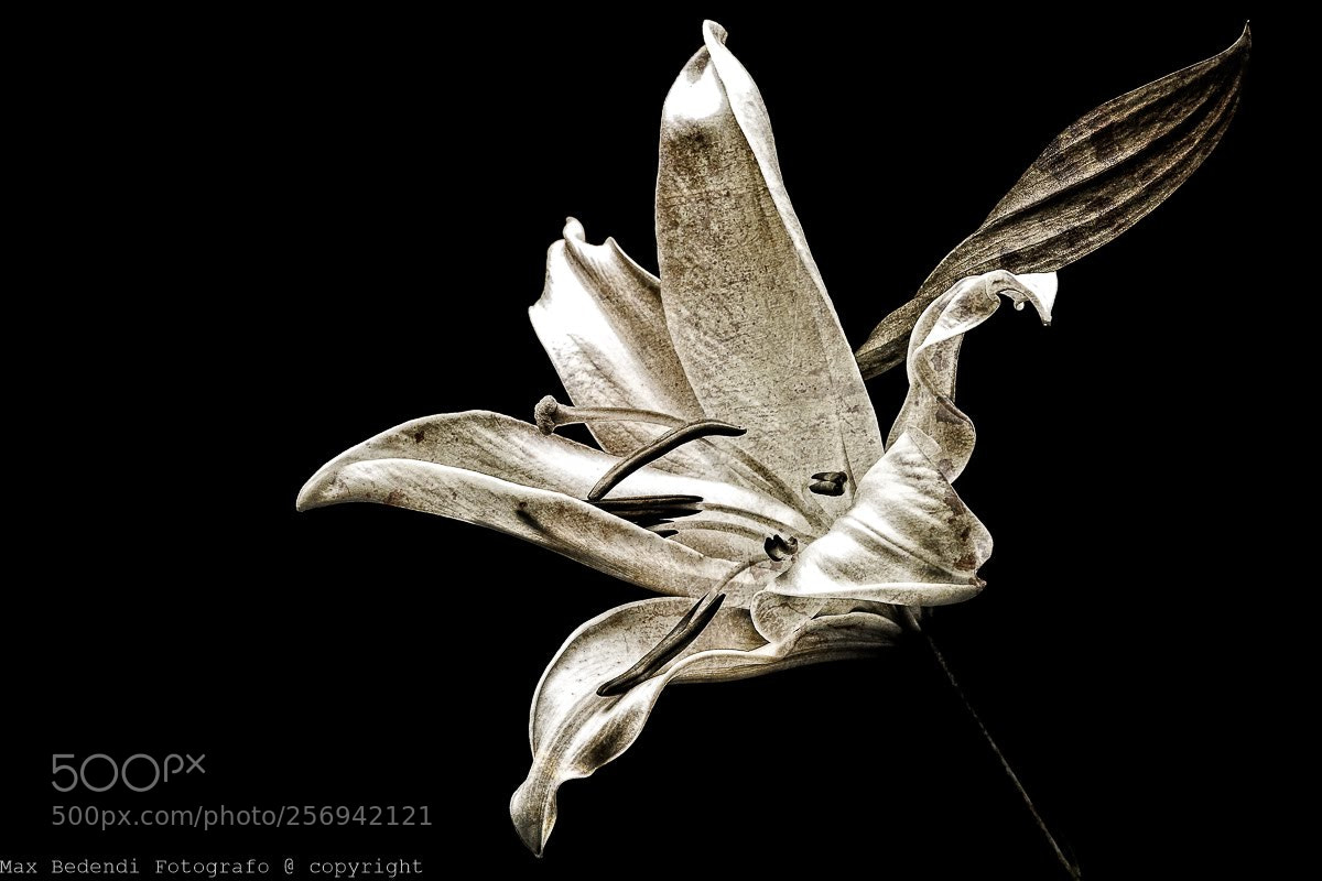Canon EOS 5D Mark II sample photo. Dark lilium photography