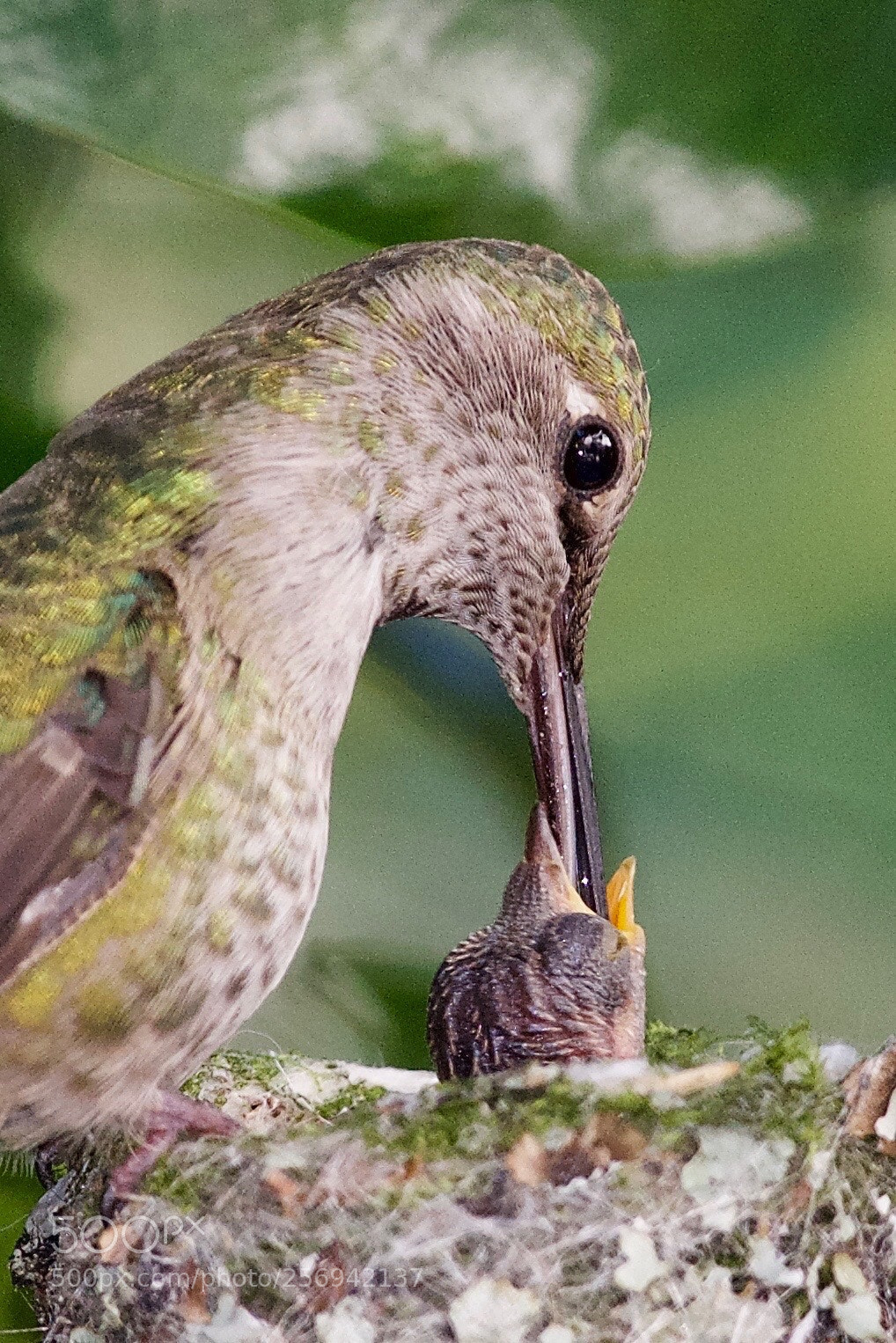 Nikon D810 sample photo. Anna’s hummingbird feeding photography