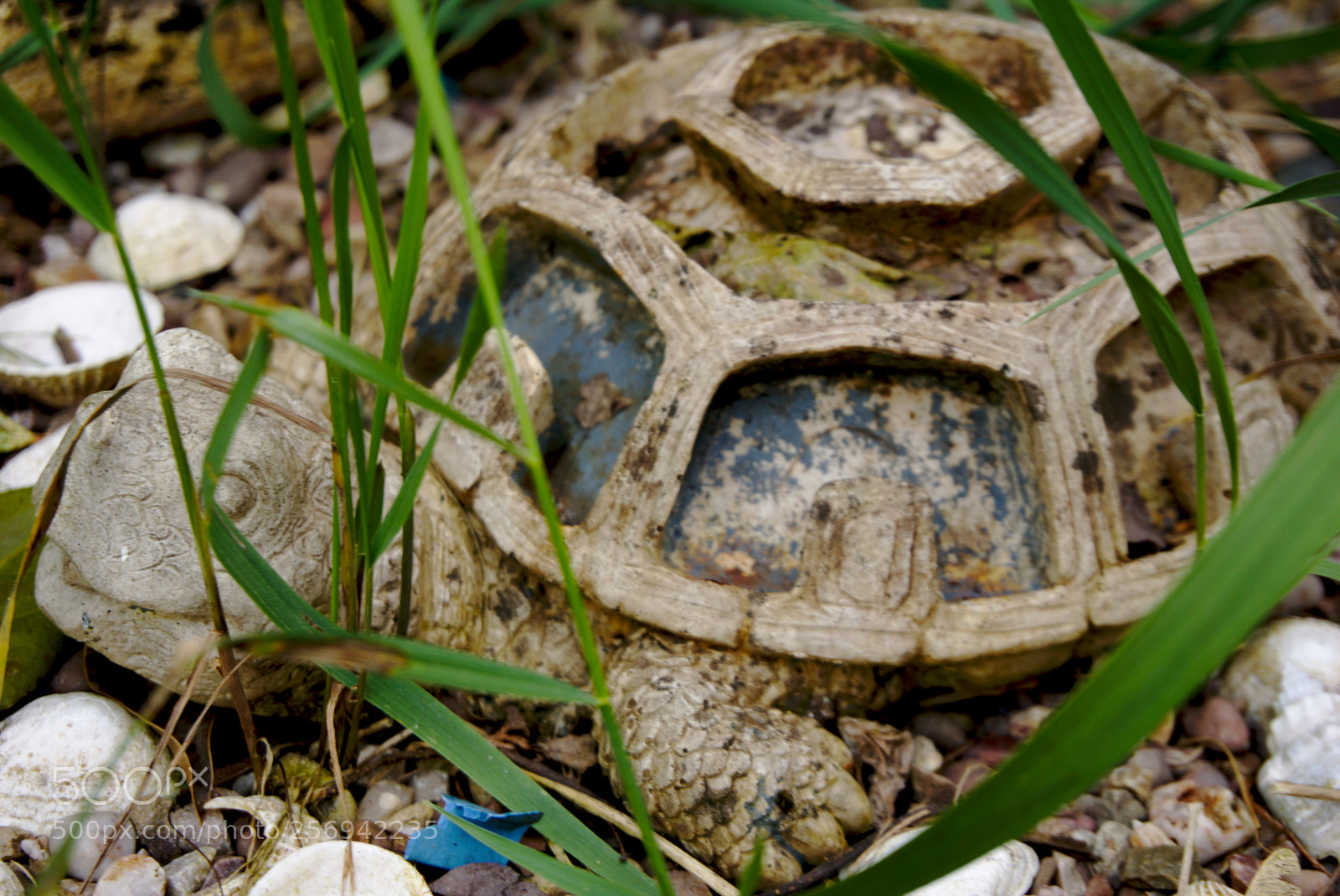 Sony a6000 sample photo. Turtle photography