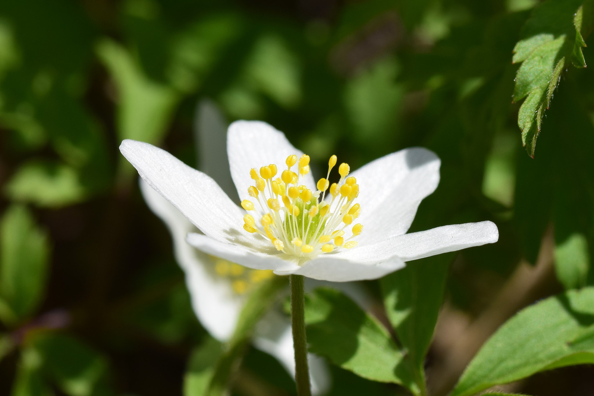 Nikon D5300 sample photo
