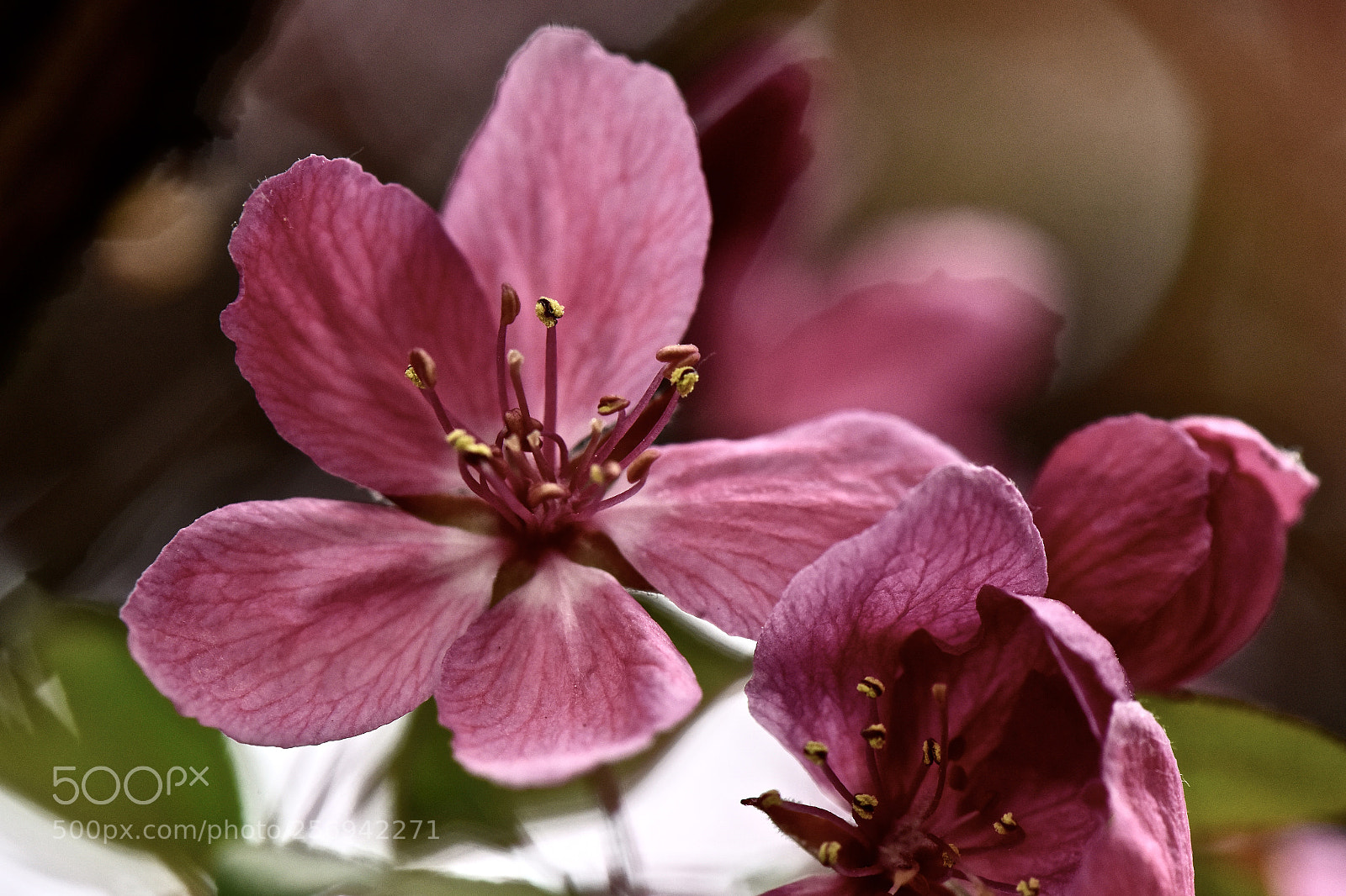Nikon D810 sample photo. Back again photography