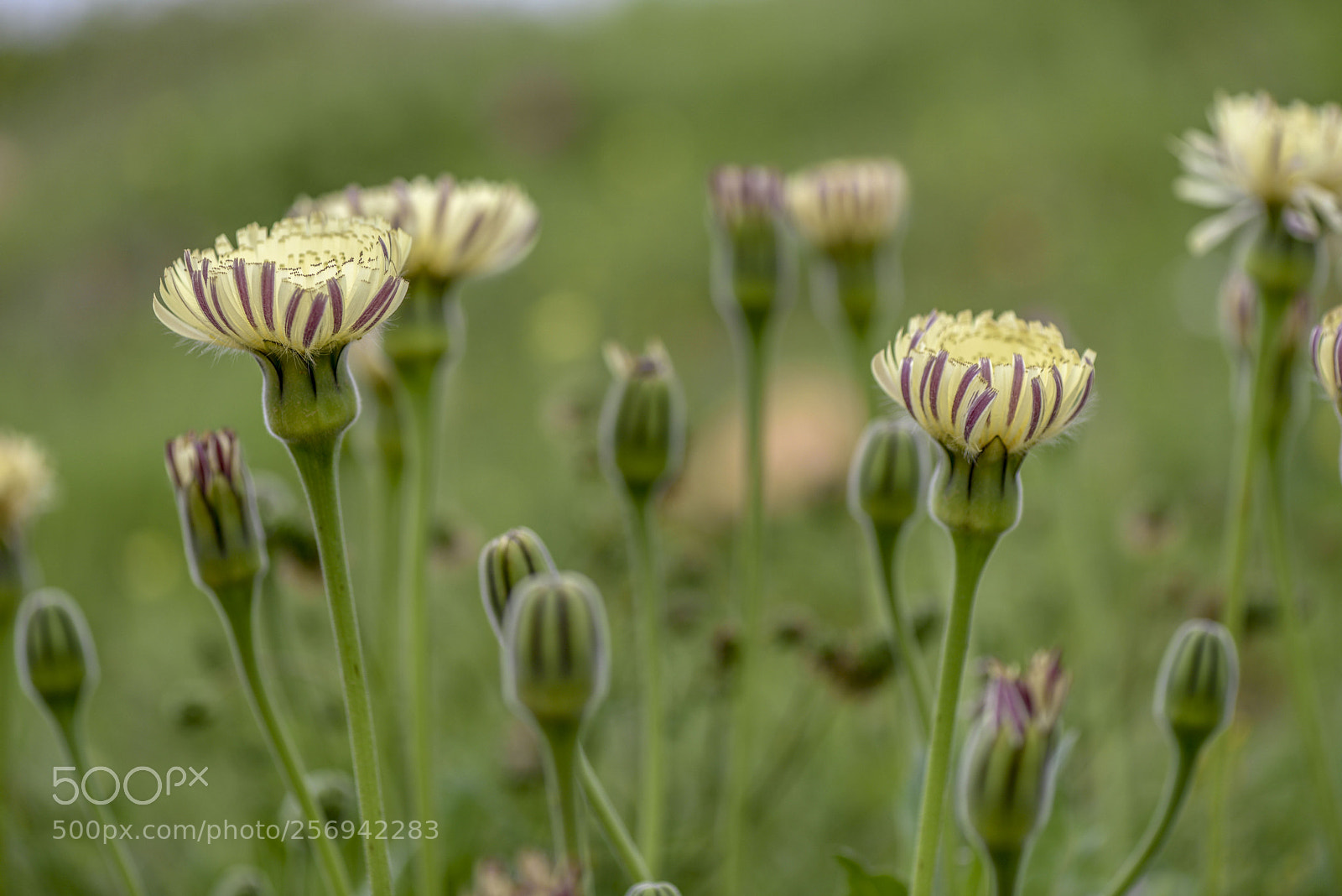 Nikon D810 sample photo. Flowers photography
