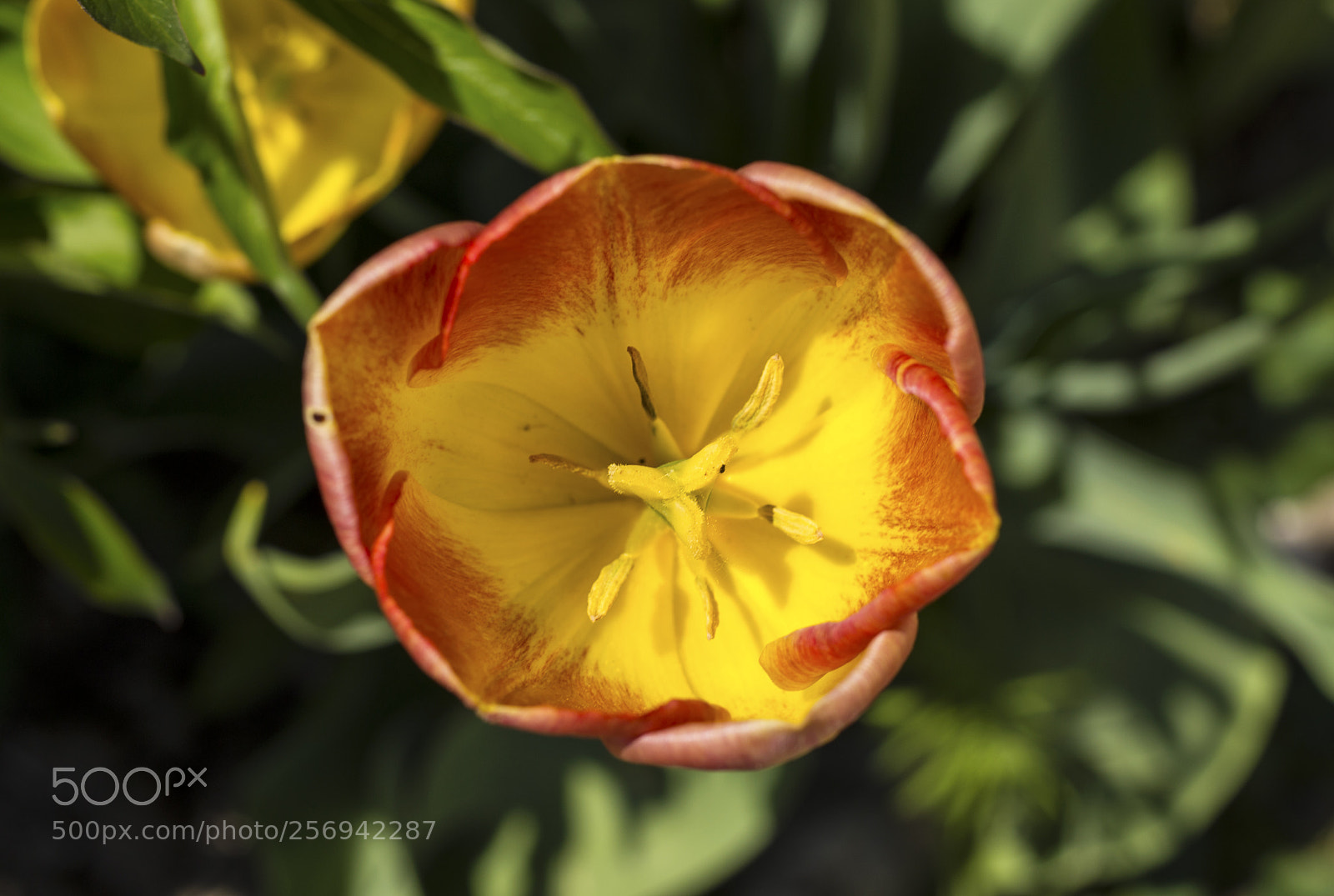 Canon EOS 6D sample photo. Colorful tulip photography