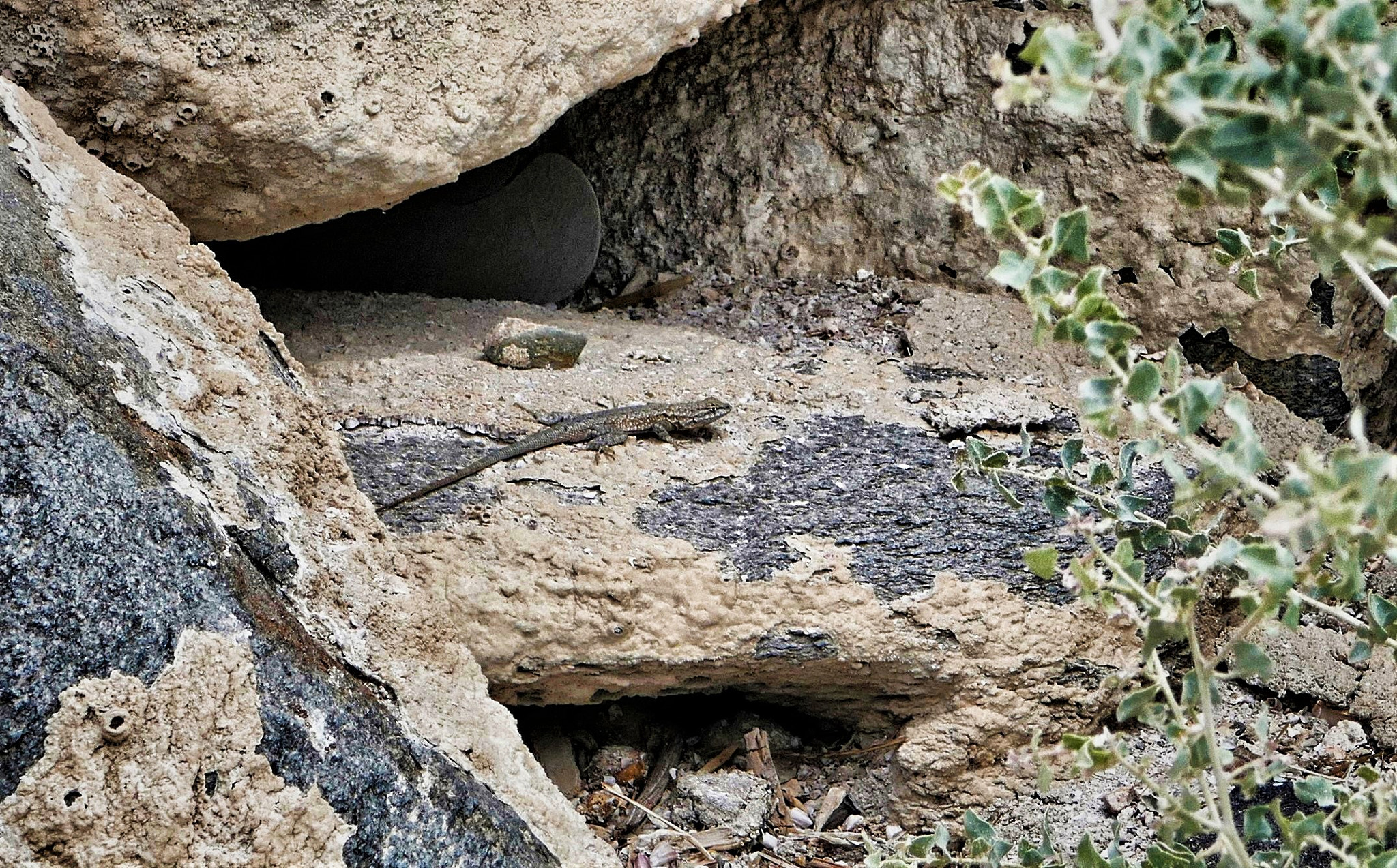 Panasonic Lumix DMC-ZS100 (Lumix DMC-TZ100) sample photo. Salton sea lizard photography