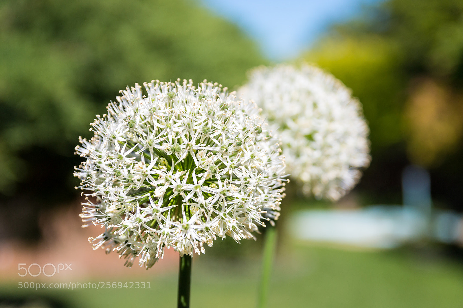 Canon EOS 70D sample photo. Garlic photography