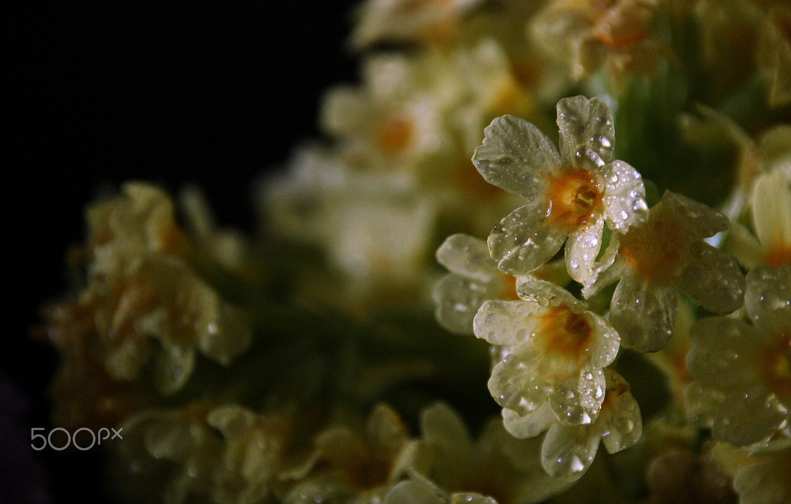 Canon EOS 1000D (EOS Digital Rebel XS / EOS Kiss F) sample photo. Primula in drops photography