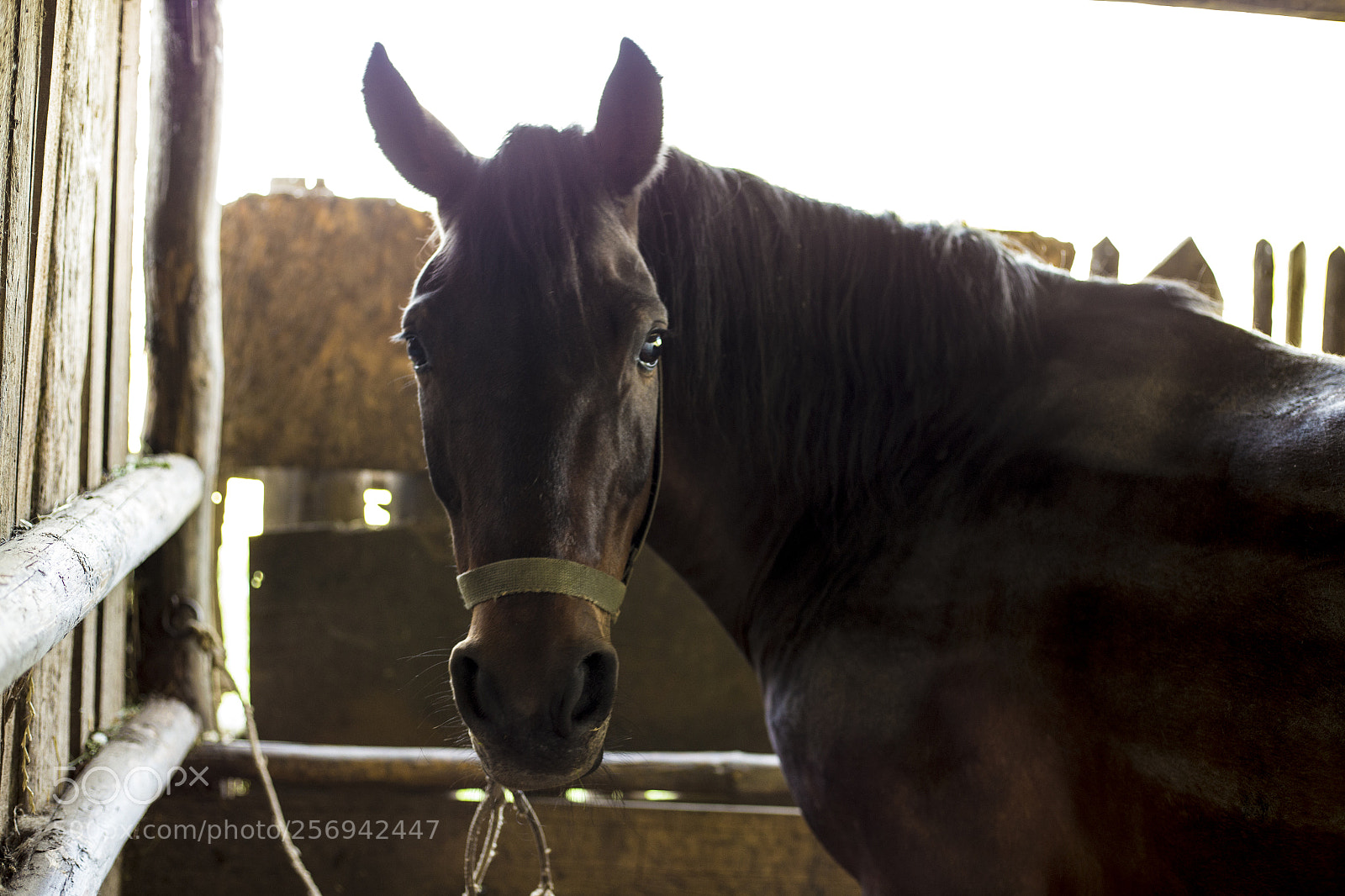 Canon EOS 6D sample photo. Beautiful horse photography