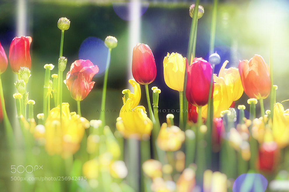 Nikon D3200 sample photo. Spring lush photography