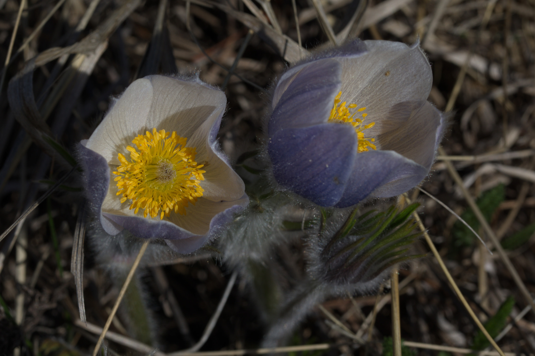 Canon EOS 5D Mark IV + Canon EF 100mm F2.8L Macro IS USM sample photo. Crj photography