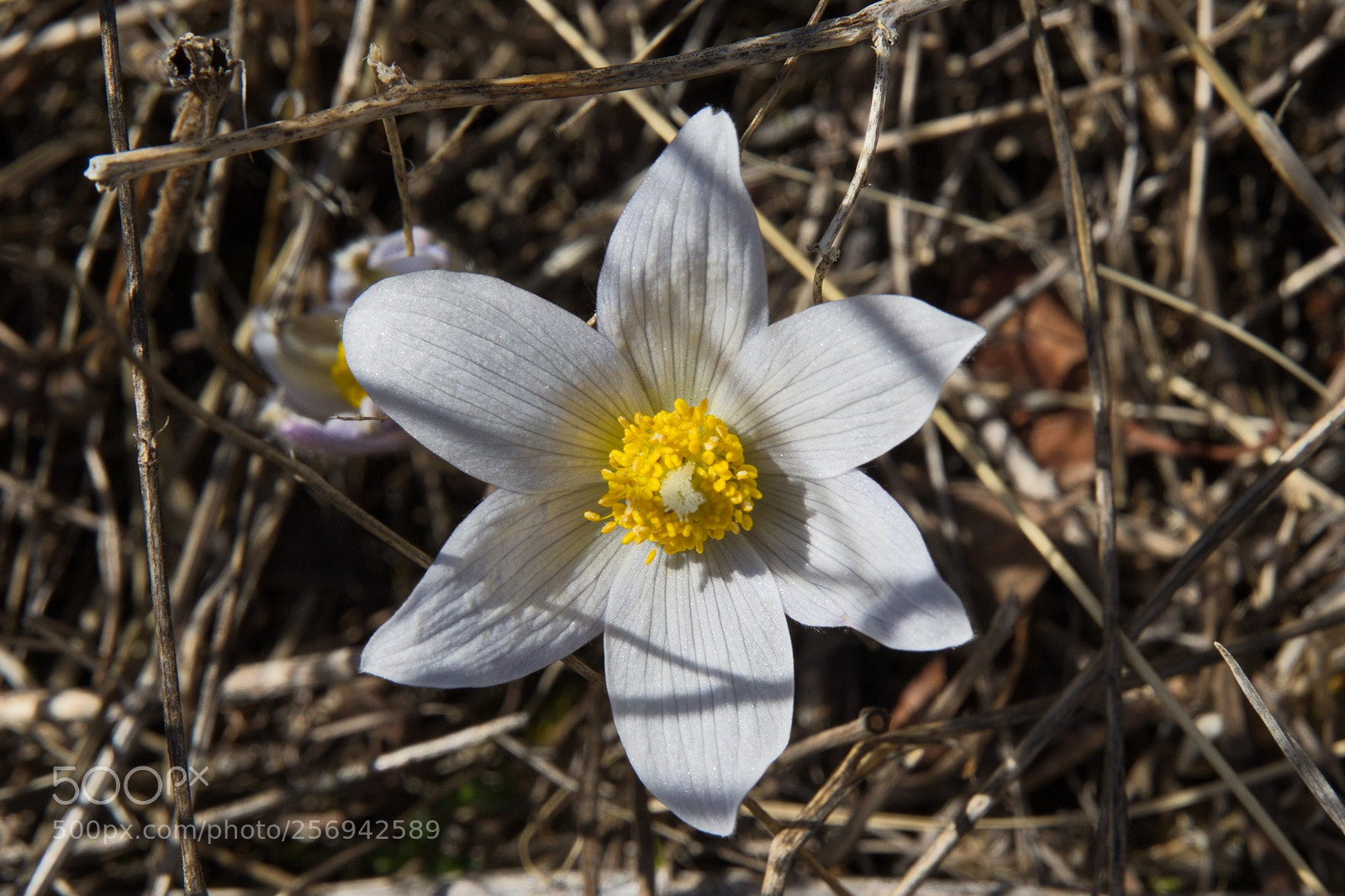Canon EF 24-70mm F2.8L II USM sample photo. Crj photography