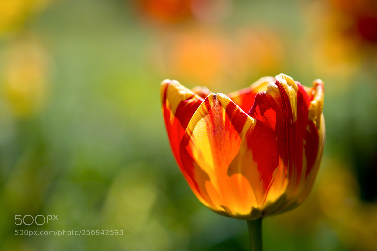Nikon D3300 sample photo. Tulip photography
