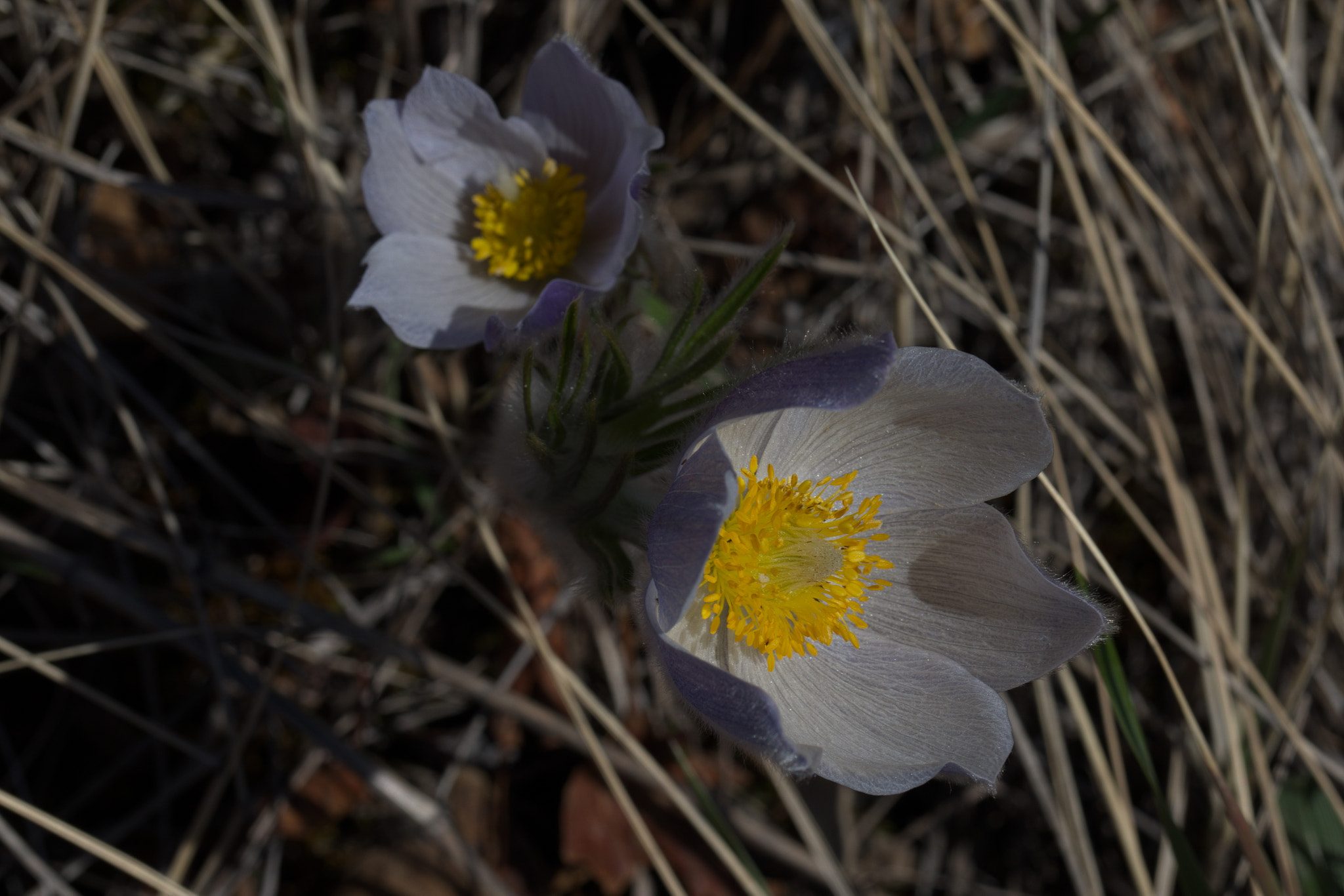 Canon EF 100mm F2.8L Macro IS USM sample photo. Cr photography