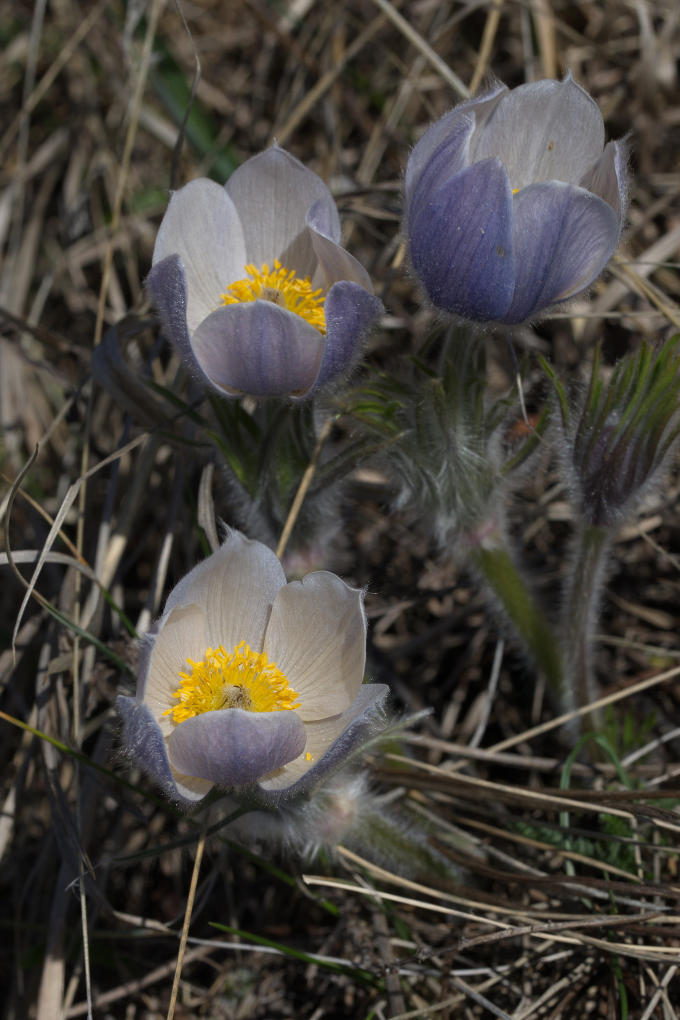 Canon EF 100mm F2.8L Macro IS USM sample photo. Crj photography