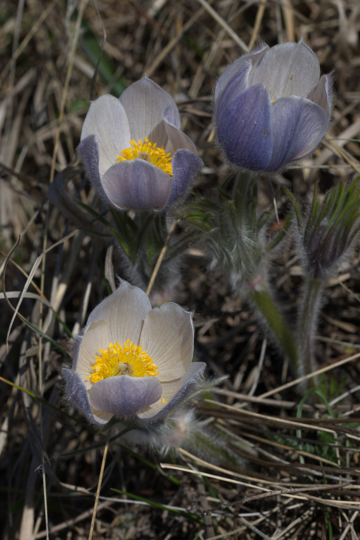 Canon EOS 5D Mark IV + Canon EF 100mm F2.8L Macro IS USM sample photo. Crj photography