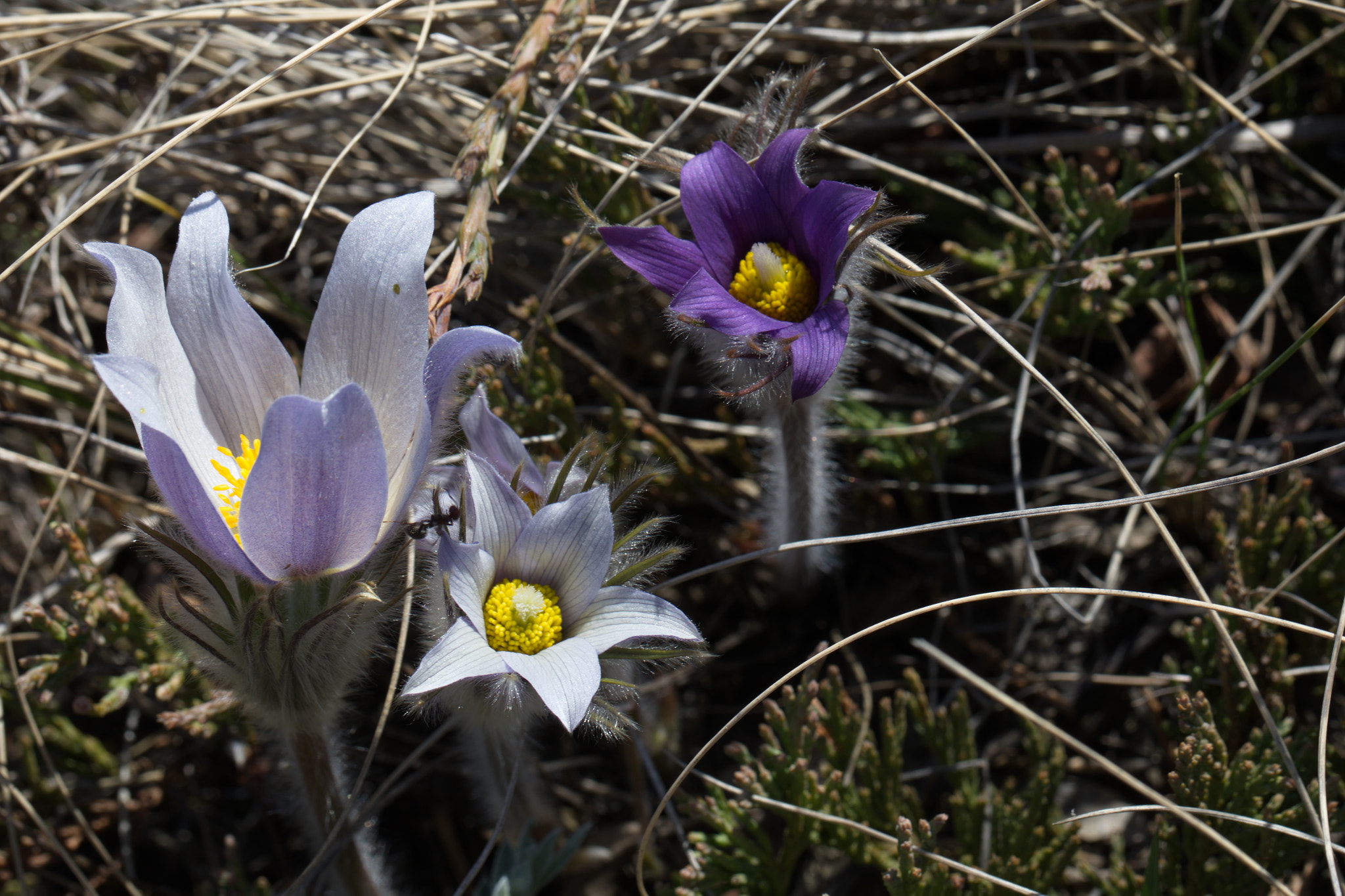 Canon EF 100mm F2.8L Macro IS USM sample photo. Crocuses photography