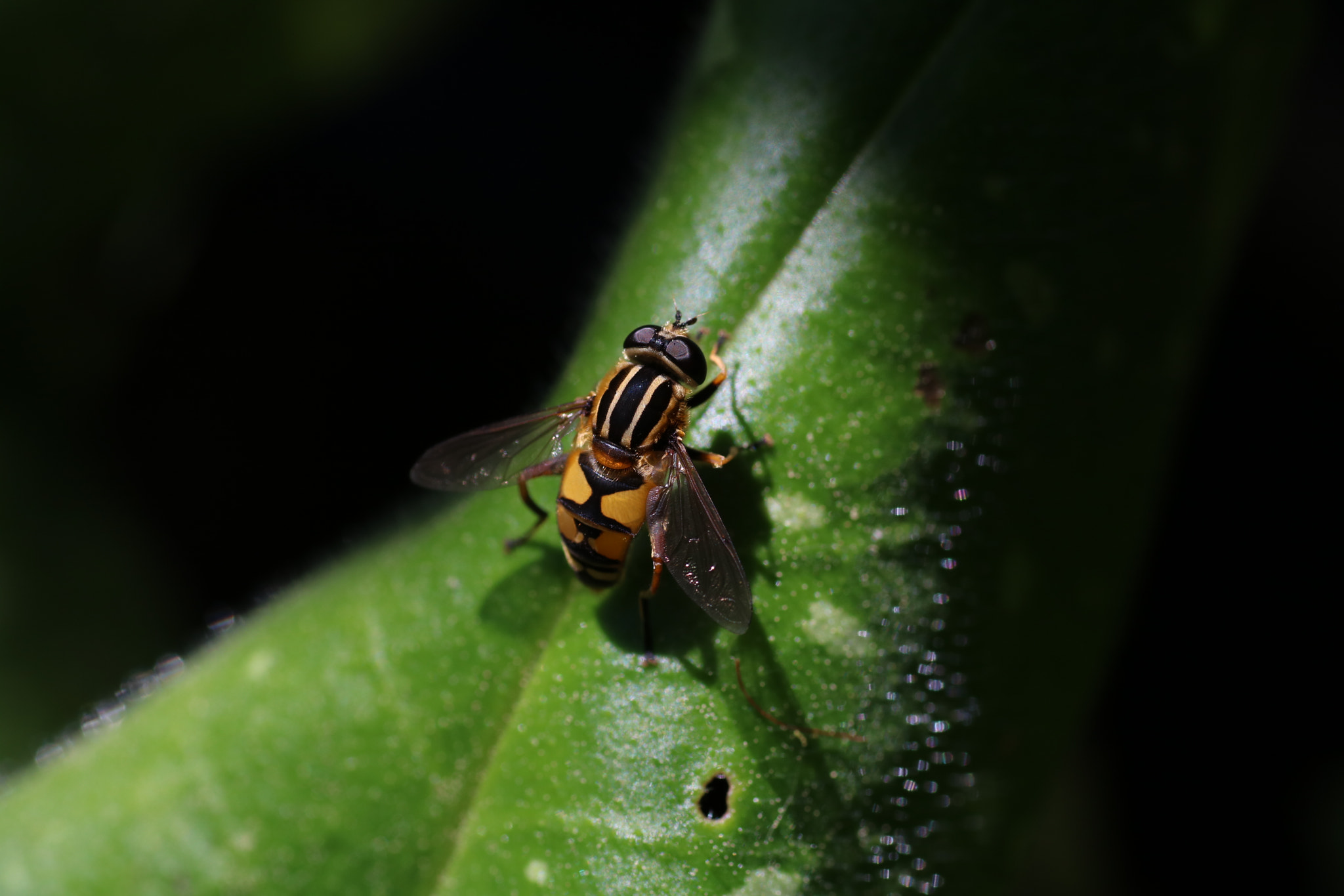 Sigma 50mm f/1.4 EX DG HSM + 1.4x sample photo. Gemeine sumpfschwebfliege (helophilus pendulus) photography