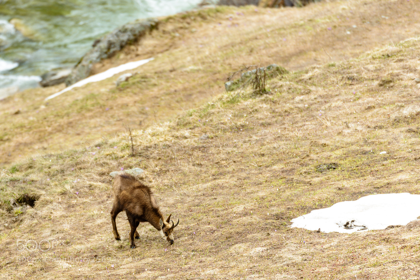 Nikon D750 sample photo. Chamois photography