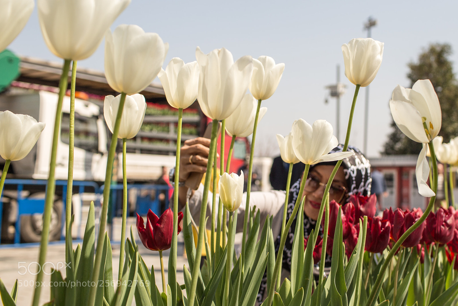 Canon EOS 6D sample photo. Tulip photography