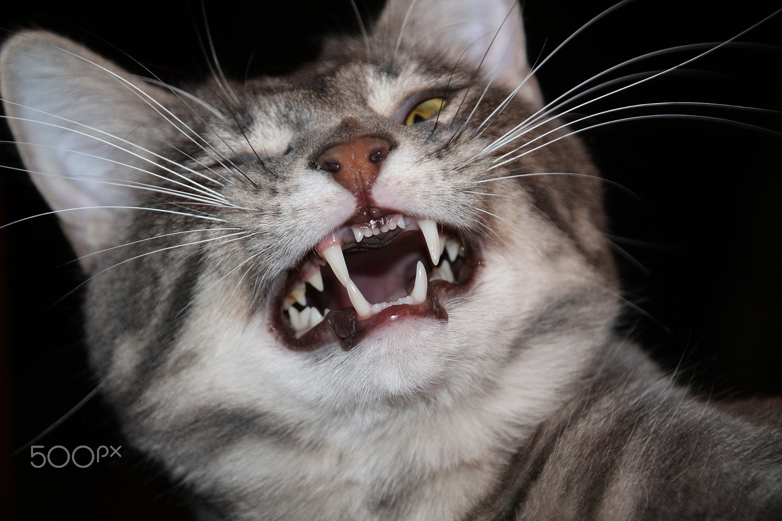 Canon TS-E 90mm F2.8 Tilt-Shift sample photo. Yawning cat closeup photography