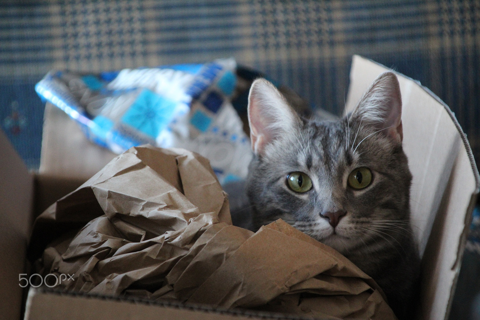 Canon TS-E 90mm F2.8 Tilt-Shift sample photo. Cat in a box photography