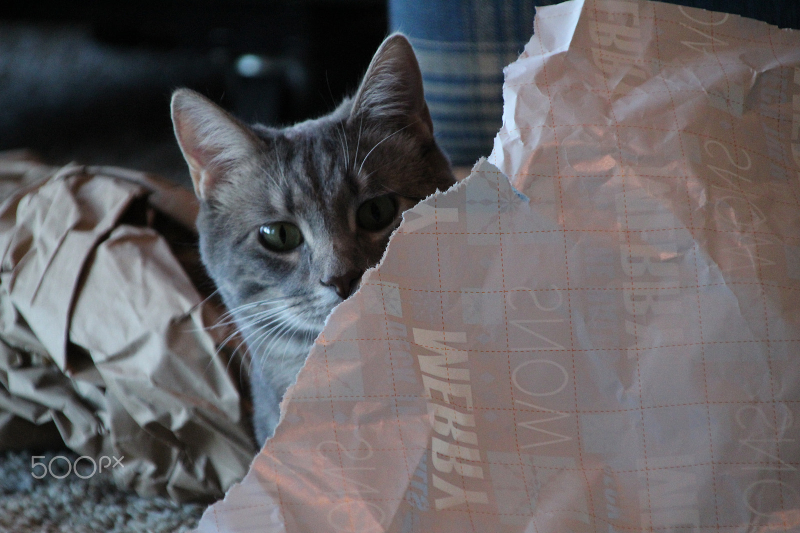 Canon TS-E 90mm F2.8 Tilt-Shift sample photo. Peeking cat photography