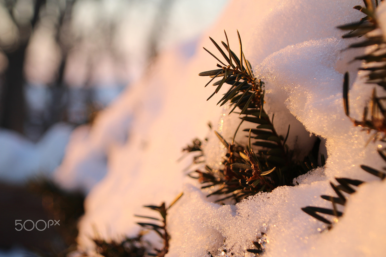 Canon TS-E 90mm F2.8 Tilt-Shift sample photo. Bush in snow photography