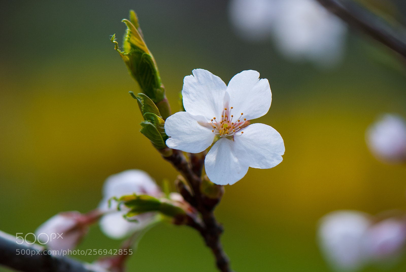 Nikon D80 sample photo. Cherry blossoms high park photography