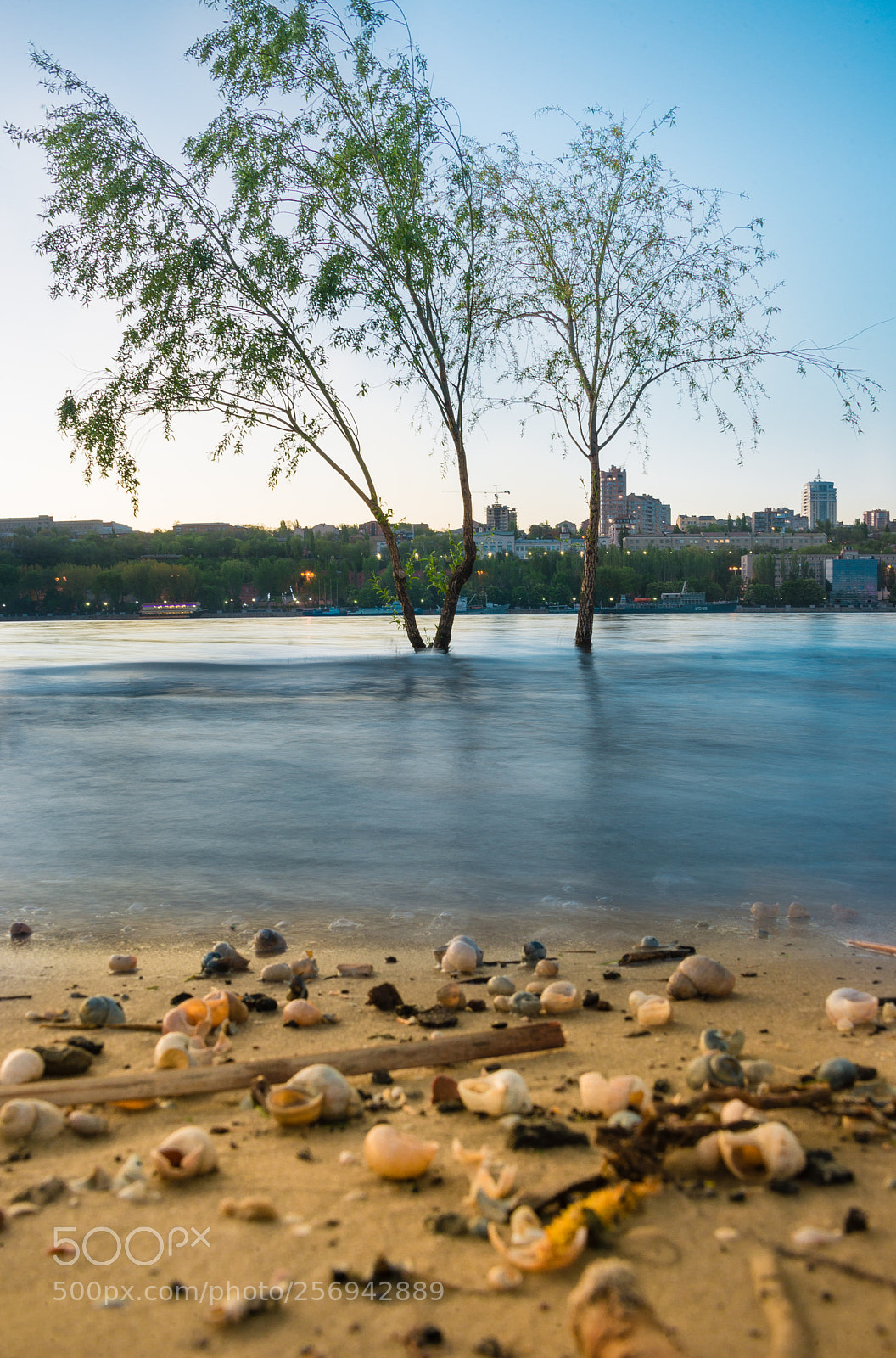 Nikon D610 sample photo. Tree in water photography