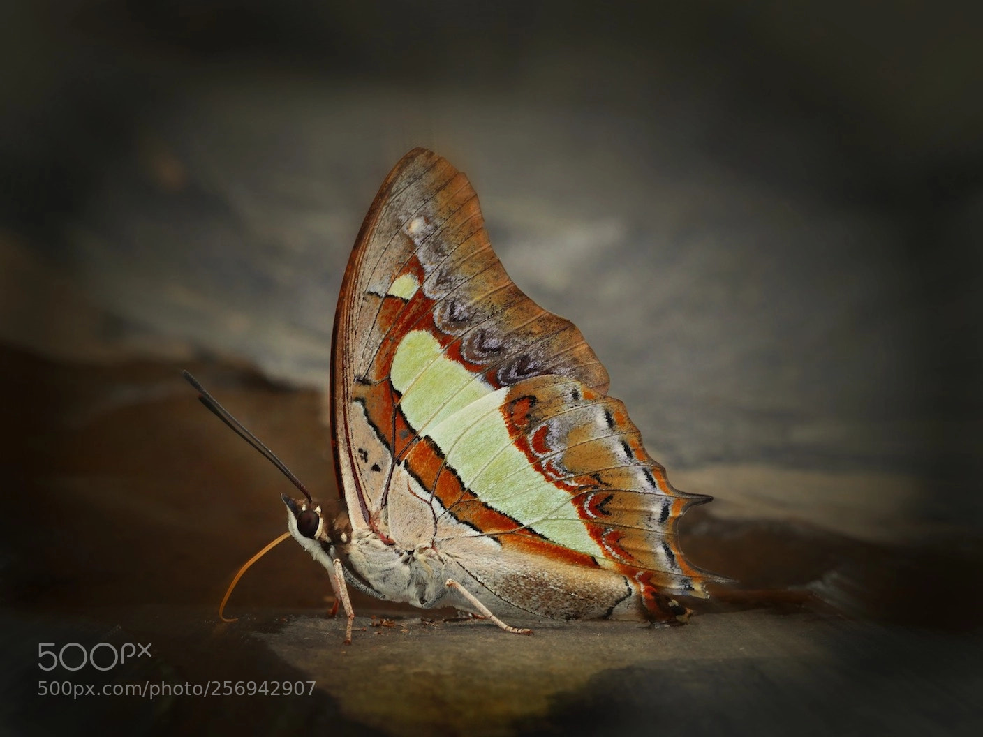 Panasonic Lumix DMC-GH4 sample photo. Kupu kupu (butterfly) photography
