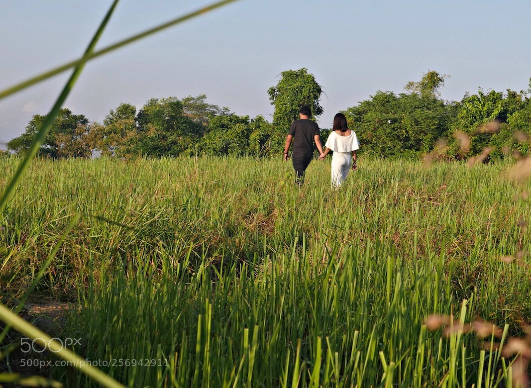 Panasonic Lumix DMC-GH4 sample photo. Lovers in the field photography