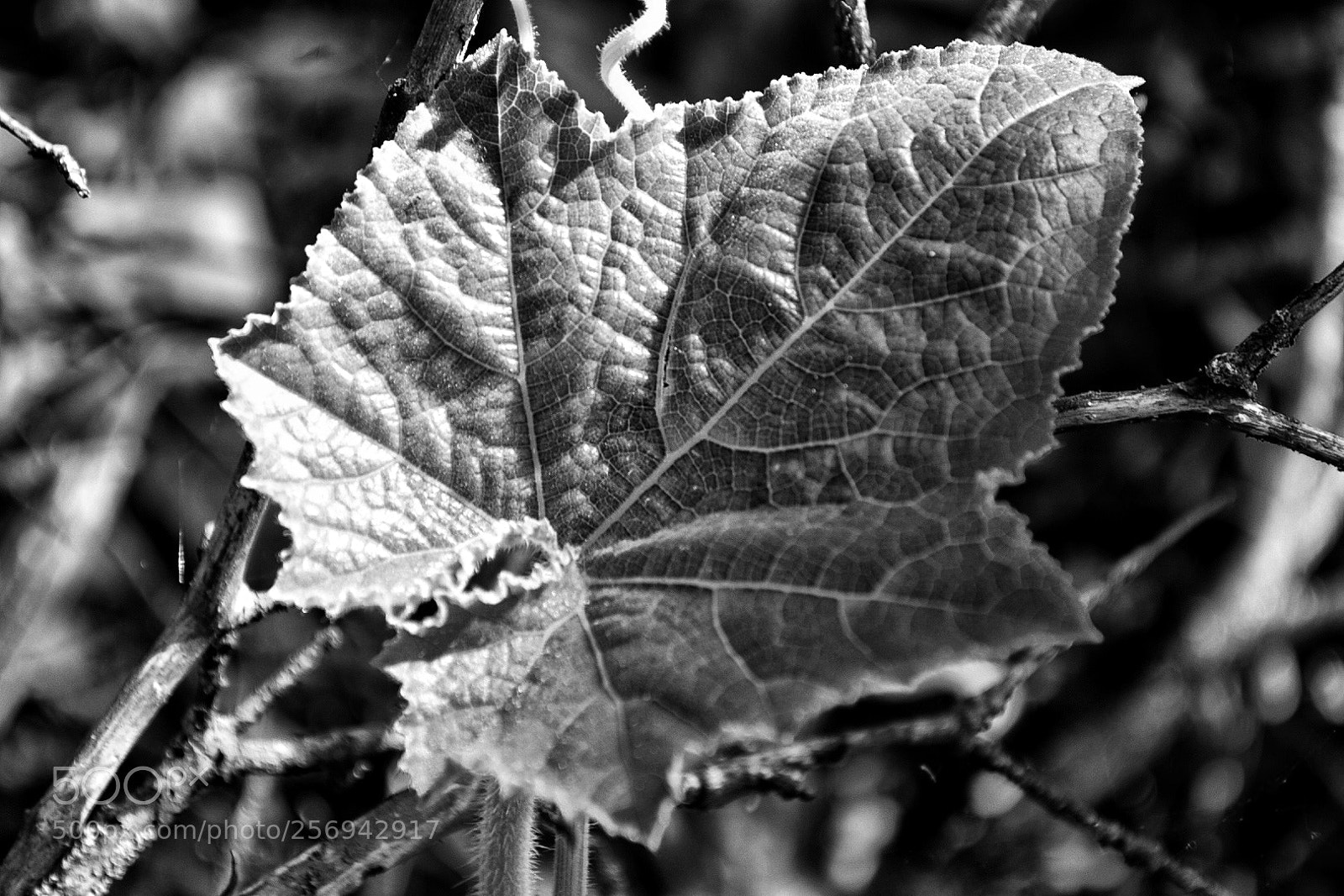 Nikon D5500 sample photo. Branch/leaf photography