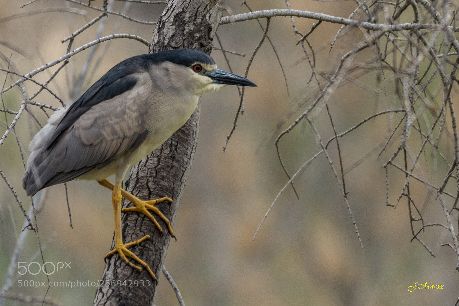 Nikon D7100 sample photo. Black-crowned night-heron photography