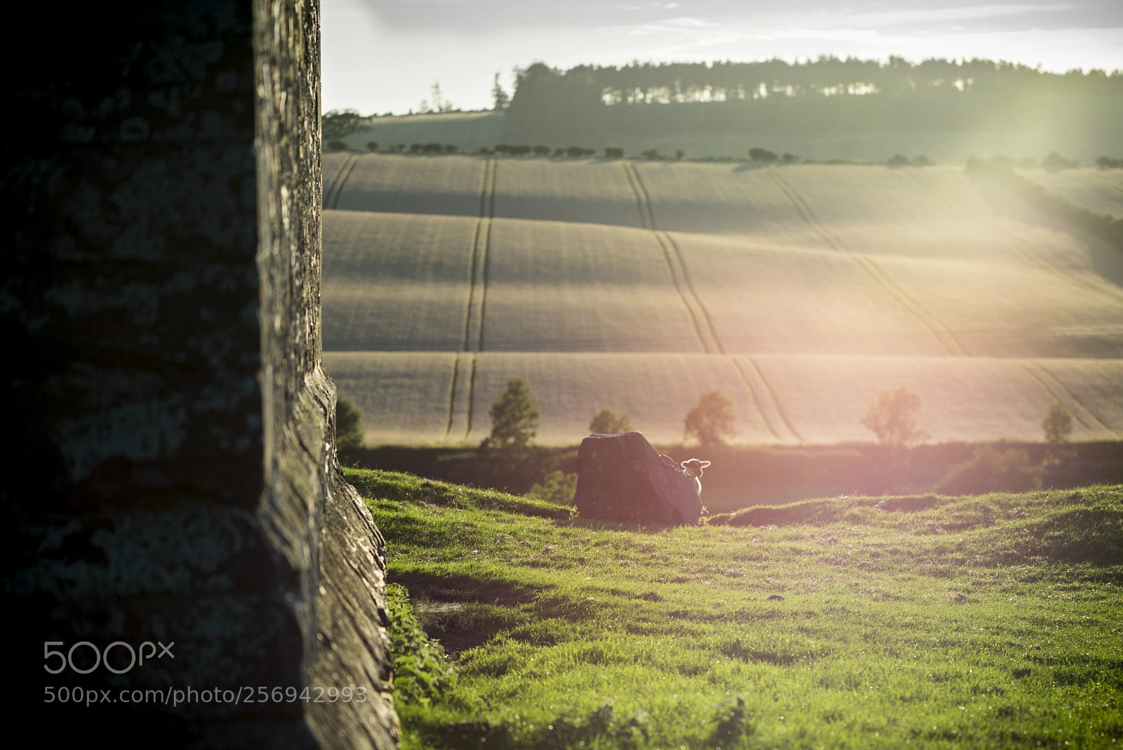 Sony a7R sample photo. Woolen ninja photography