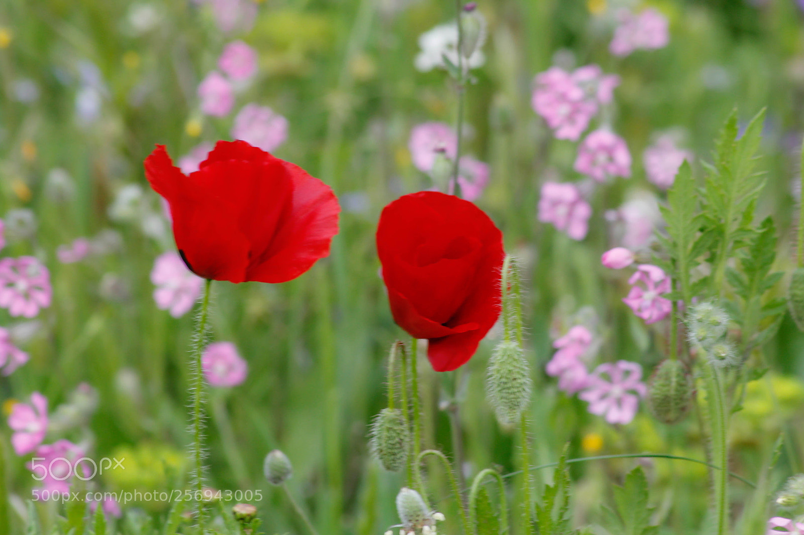Canon EOS 1200D (EOS Rebel T5 / EOS Kiss X70 / EOS Hi) sample photo. Cool freeze photography