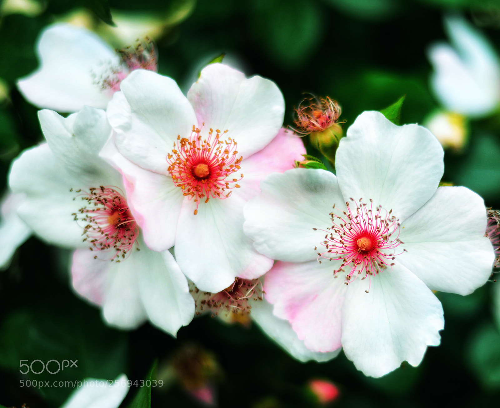 Nikon D610 sample photo. Rosa canina ? photography